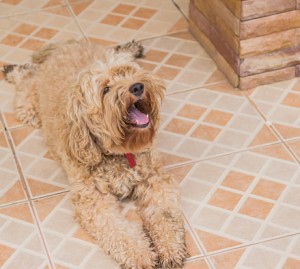 The Ultimate Pet-Friendly Flooring